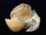 Terebratula ampulla (BROCCHI 1814) - Bild © FossNet FossilienStore